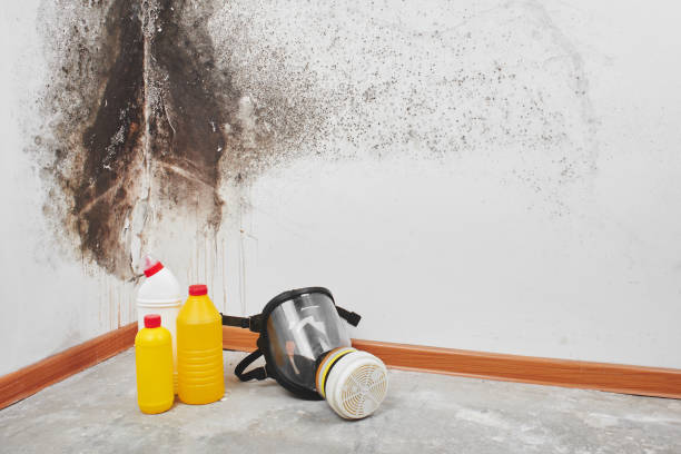 Home Mold Removal in Bellview, FL