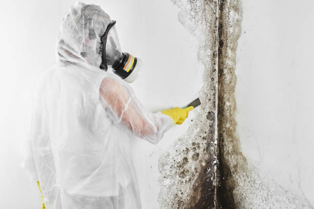 Trusted Bellview, FL Mold Removal Experts