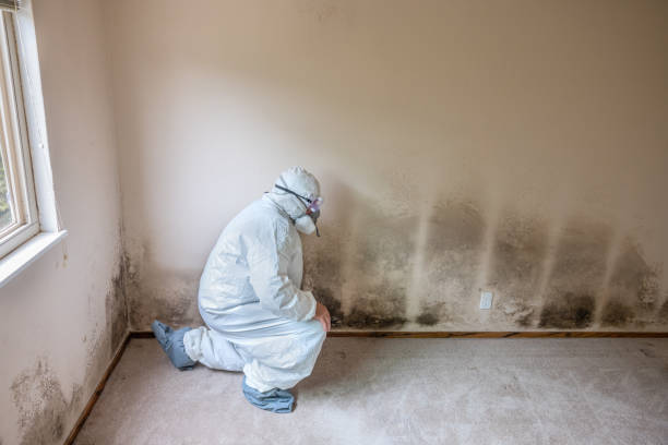 Best Mold Testing  in Bellview, FL