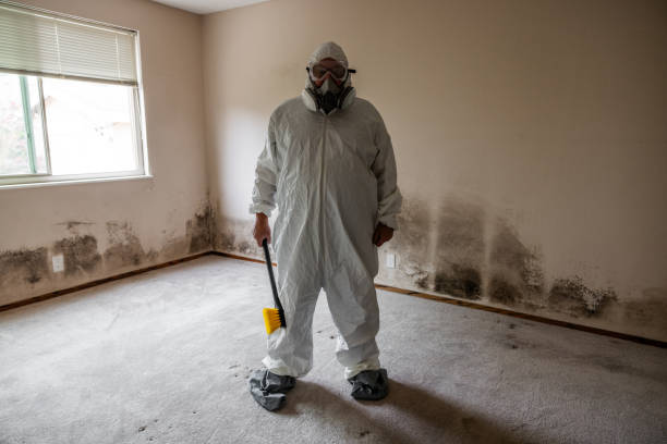 Best Residential Mold Removal  in Bellview, FL