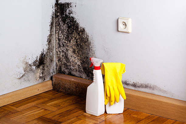 Best Local Mold Removal Service  in Bellview, FL
